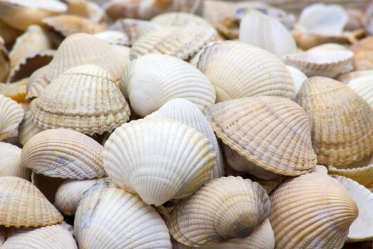 Sea shells background © Mira Drozdowski