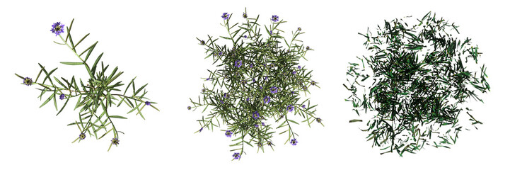wild field grass, top view, isolated on a transparent background, 3D illustration, cg render