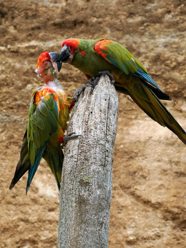 Closeup of two red-fronted macaws (Are rubrogenys) including a young and are perched on a tree trunk 
