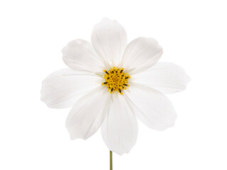White Garden cosmos (Cosmos bipinnatus) with a yellow orange heart. Isolated cutout on transparent background.