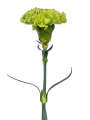 Detailed side view of a green Carnation flower (Dianthus) in full bloom. Isolated cutout on transparent background.