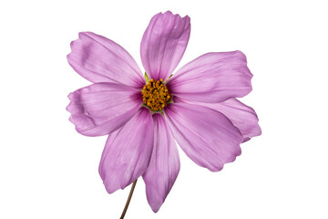 Pink Garden cosmos (Cosmos bipinnatus) with a yellow orange heart. Isolated cutout on transparent background.