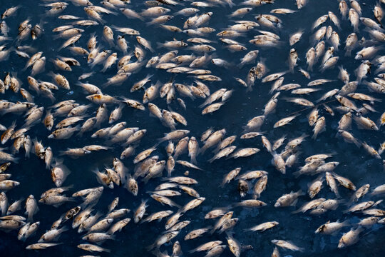 Top view of dead fish floating in the polluted river, ecological disaster