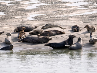 Group of gray seals or Atlantic seal and the horsehead seal (Halichoerus grypus) of the Bay of Authie near of Berck in France 