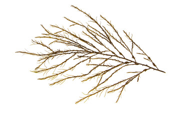 Knotted kelp seaweed or ascophyllum nodosum brown algae branch isolated transparent png