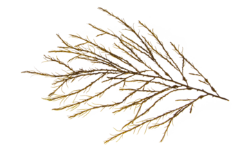 Knotted kelp seaweed or ascophyllum nodosum brown algae branch isolated transparent png