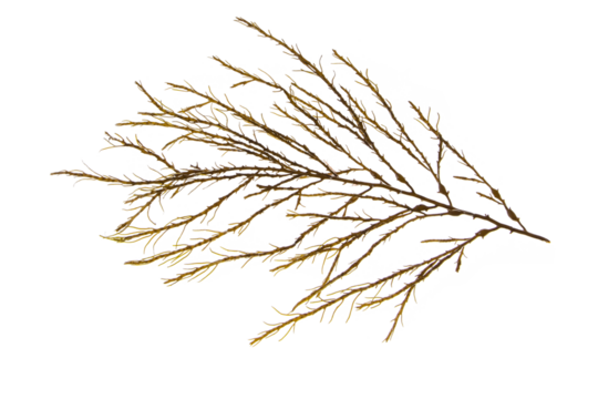 Knotted kelp seaweed or ascophyllum nodosum brown algae branch isolated transparent png