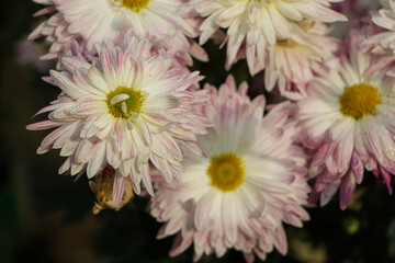 Pink chrysanthemum flower closeup background
