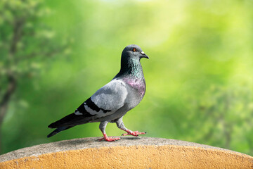 Indian Pigeon OR Rock Dove - The rock dove, rock pigeon, or common pigeon is a member of the bird...
