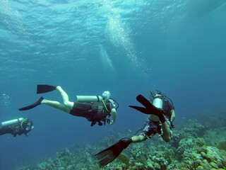 SCUBA divers swimming above the reef off of Utila, in the Bay Islands, Honduras