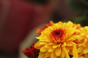 Beautiful Chrysanthemums flowers blooming in garden at spring day