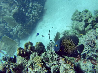 Naklejka na ściany i meble French angelfish on the reef off of Utila, in the Bay Islands, Honduras