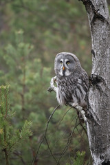 Ural owl (Strix uralensis) is a medium-sized nocturnal owl of the genus Strix, with up to 15 subspecies found in Europe and northern Asia