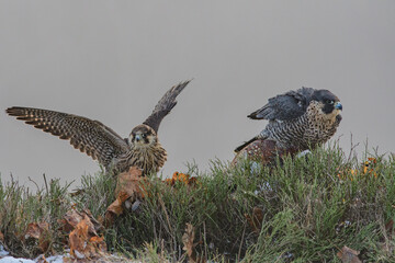 Obraz premium Northern goshawk (Accipiter gentilis)