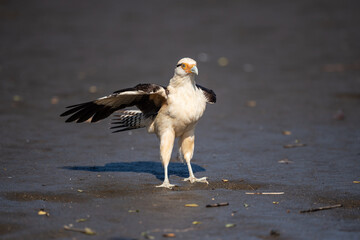 Osprey (Pandion haliaetus), also called sea hawk, river hawk, and fish hawk, is a diurnal, fish-eating bird of prey with a cosmopolitan range.