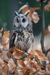 Owl at sunrise. Boreal owl, Aegolius funereus, perched on decayed trunk. Typical small owl with big yellow eyes in first morning sun rays. Animal known as Tengmalm's owl. Wildlife, waking up nature.