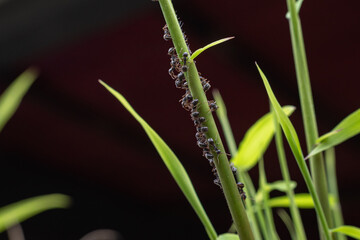 life of ant colonies in nature