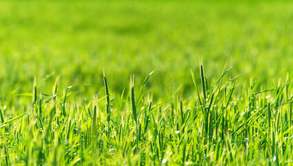 Green grass background