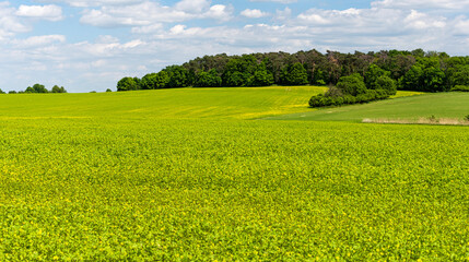 green field and blue sky with clouds