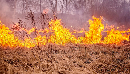 Burning old dry grass in the garden. Burning dry grass on the field. Forest fire.