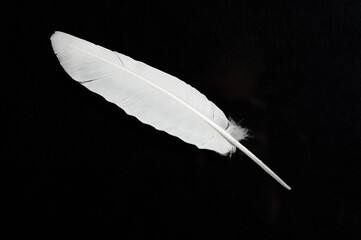 Close up white bird feather. Soft and sooth feather for animals concept.