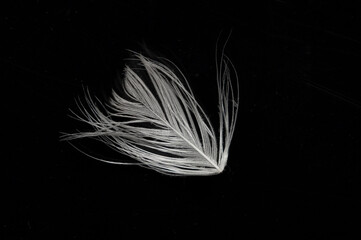 Close up white bird feather. Soft and sooth feather for animals concept.