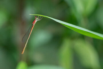the beauty of the color of a needle dragonfly
