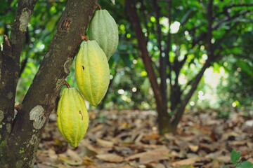 Cocoa pods fruit on the cacao tree.