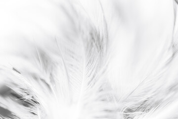 white macro feather background,vintage bohemian bohemian style trend color rooster feather texture...
