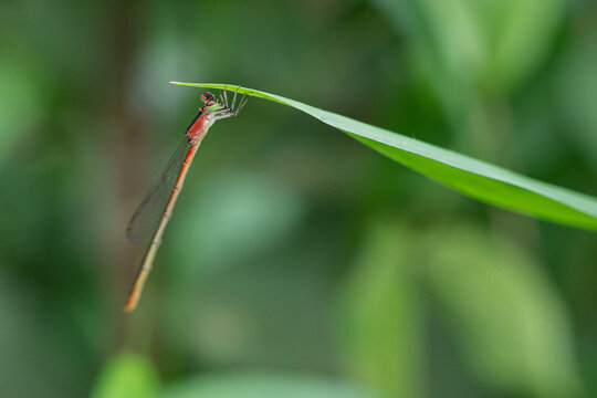 the beauty of the color of a needle dragonfly