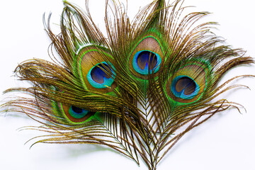 Macro colorful peacock feathers on white background,Set of dividual bright peacock feathers on the white background for your design, lying flat, top view