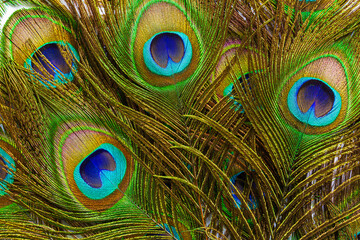 macro peacock feathers,Colorful Peacock Feathers,Abstract,Animal Markings,Backgrounds,Beauty,Beauty In Nature,