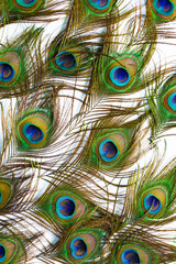 Obraz premium Macro colorful peacock feathers on white background,Set of dividual bright peacock feathers on the white background for your design, lying flat, top view