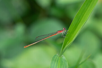 the beauty of the color of a needle dragonfly