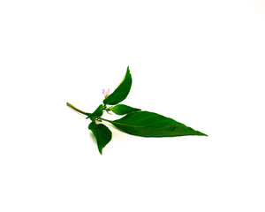 Side view blooming purple Buena Mulata pepper flower and green leaves on fresh small branch isolated on white background