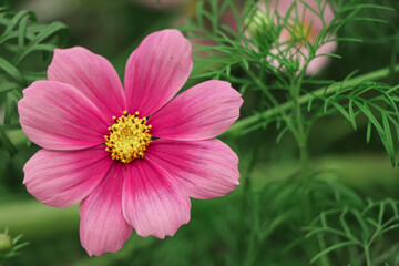 Obraz premium Selective focus on pink cosmos flower with copy space