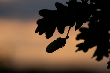 oak with a acorn
