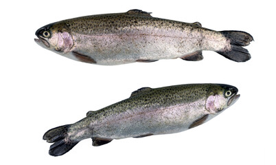 Two river trout isolated on a white background. Selective focus.
