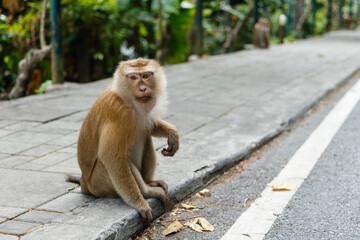 monkey sits on the pavement in the city