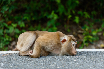 monkey lies on the sidewalk in the city