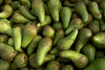 conference pears