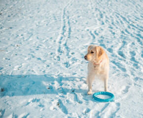 Portrait of young golden retriever playing with snow