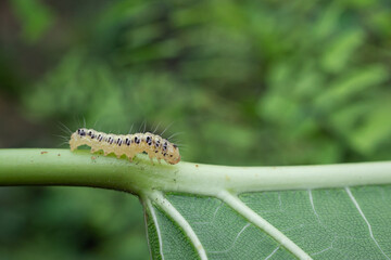 yellow caterpillar on a leaf
