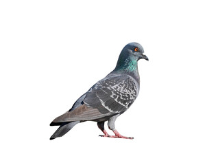 Full body of pigeon racing pigeon isolated on transparent background with clipping path, single pigeon with clipping path and alpha channel.  both printing and web pages.  - obrazy, fototapety, plakaty