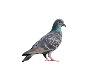 Full body of pigeon racing pigeon isolated on transparent background with clipping path, single pigeon with clipping path and alpha channel.  both printing and web pages. 