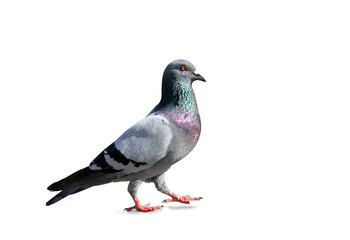 Full body of pigeon racing pigeon isolated on transparent background with clipping path, single...