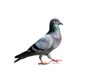 Full body of pigeon racing pigeon isolated on transparent background with clipping path, single pigeon with clipping path and alpha channel.  both printing and web pages. 