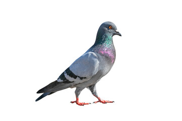 Full body of pigeon racing pigeon isolated on transparent background with clipping path, single pigeon with clipping path and alpha channel.  both printing and web pages. 