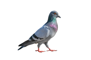 Full body of pigeon racing pigeon isolated on transparent background with clipping path, single pigeon with clipping path and alpha channel.  both printing and web pages. 
