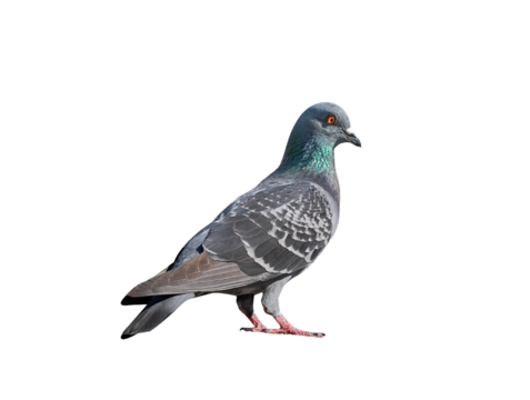 Full body of pigeon racing pigeon isolated on transparent background with clipping path, single pigeon with clipping path and alpha channel.  both printing and web pages. 